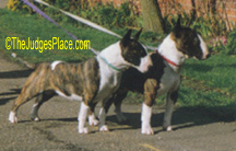 Mini-Bull Terriers owned by Mrs. Q. Youatt, England