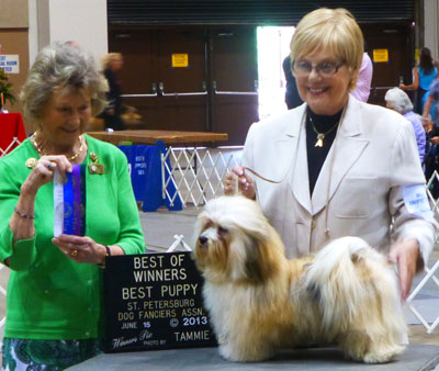 Beverly Vics showing Havanese; Los Ariba’s the tip of the Sword... "Sabre"