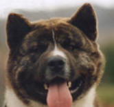 IDEAL AKITA HEAD, A "SYMPHONY OF TRIANGLES"