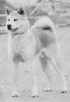 Japanese Akita Type is distinctly different than "American" Akita type.